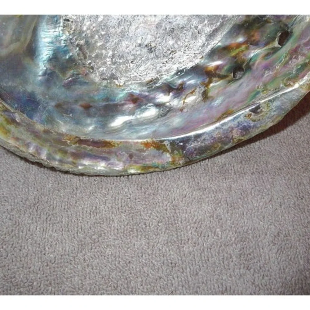 Abalone Sea Shell Natural Large Iridescent Pearlized Opalescent Beach 6